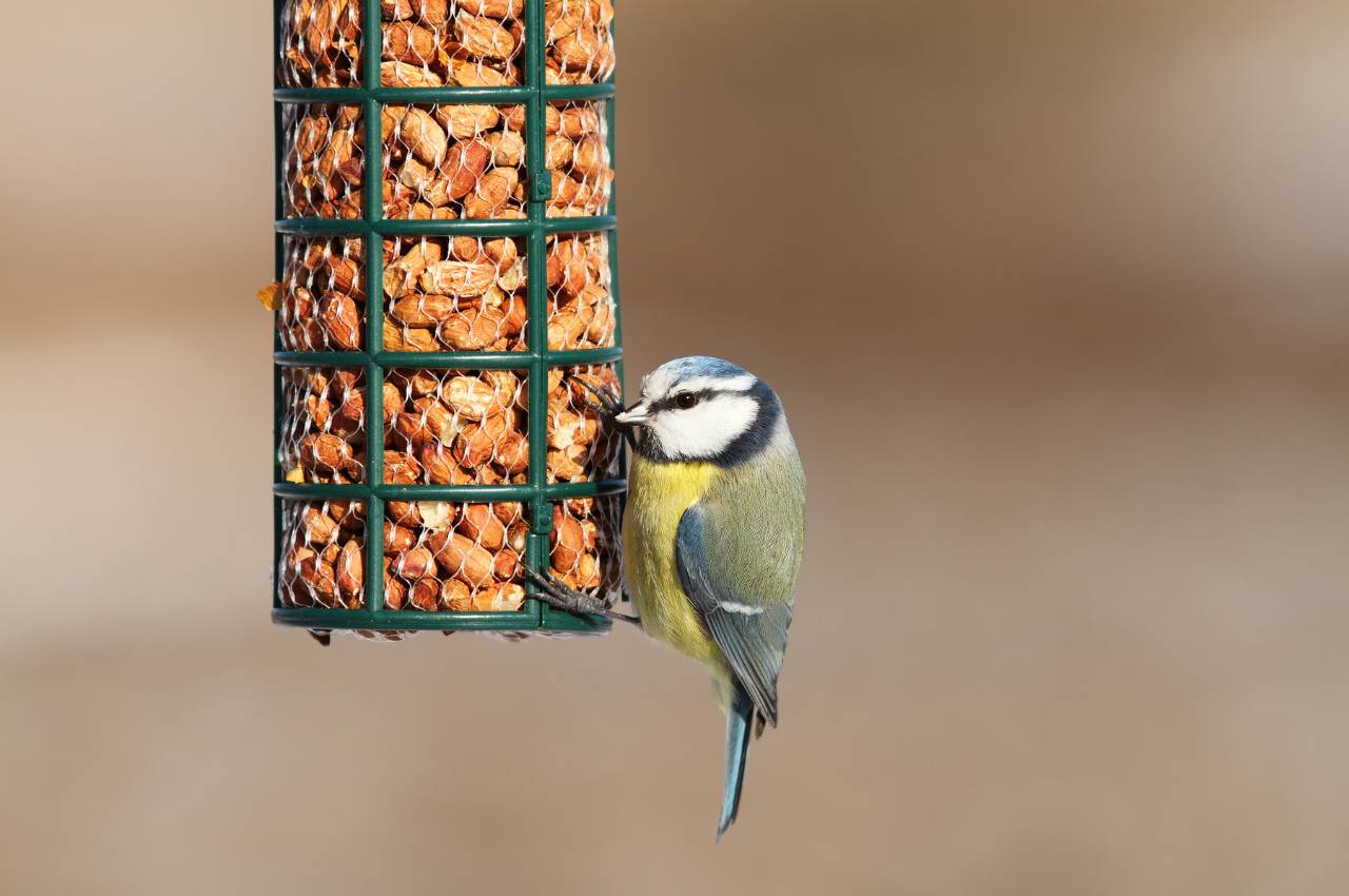 Garden Birds Favourite Peanuts: A Guide to Feeding Success